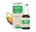 Hawthorn (Crataegus oxyacantha) bud